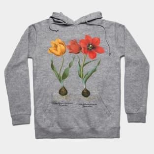 Tulips by Basilius Besler Hoodie